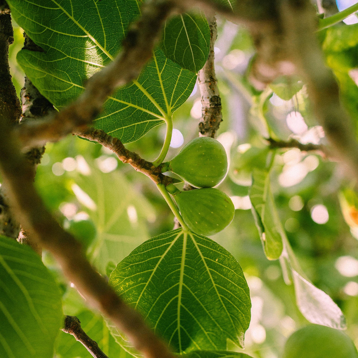 Golden Fig Air Scent Refill